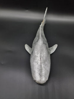 SILVER SHARK — Sculptural Object - MAUHK